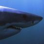 Planet Carnivore : Great White Shark