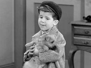 I Love Lucy : Little Ricky Gets a Dog
