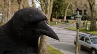 Nature : A Murder of Crows