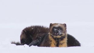 Nature : Wolverine: Chasing the Phantom (2010) - | Synopsis