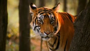 Nature : Broken Tail: A Tiger's Last Journey