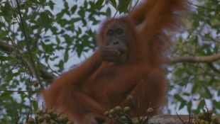 Wild Asia : Land of the Red Ape