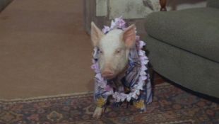 Green Acres : Guess Who's Not Going to the Luau?