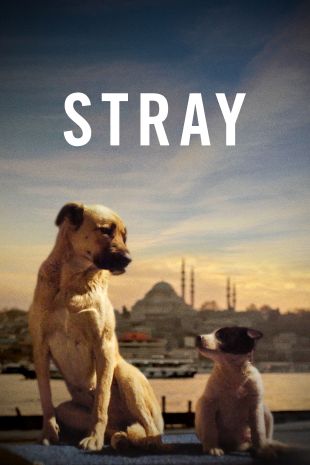 Stray