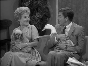 The Dick Van Dyke Show : Never Name a Duck