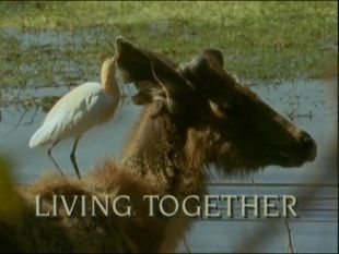 The Trials of Life : Living Together