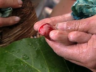 Survivor: Marquesas : No Pain, No Gain