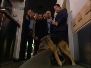 Curb Your Enthusiasm : The Corpse-Sniffing Dog