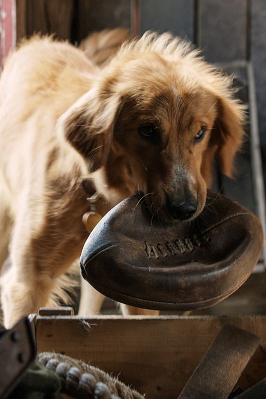 Dog S Purpose Review Dog S Purpose Review