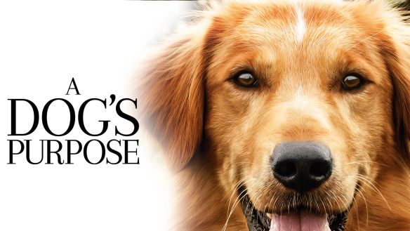 A Dog S Purpose 2017 Lasse Hallstrom Synopsis