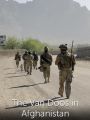 The Van Doos in Afghanistan