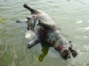 Cannibal Hippos