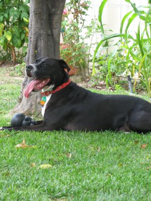 Dog Whisperer : Bella & Big Boy, and Gracie