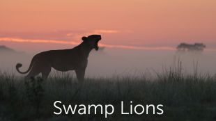 Swamp Lions