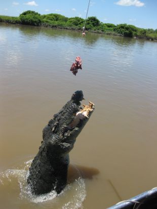 When Crocs Ate Dinosaurs