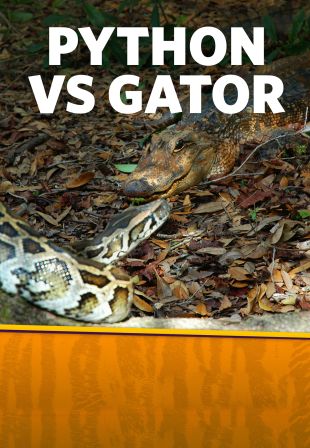 Python vs. Gator