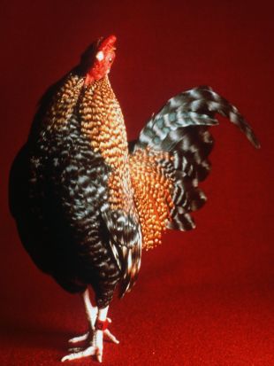 The Natural History of the Chicken