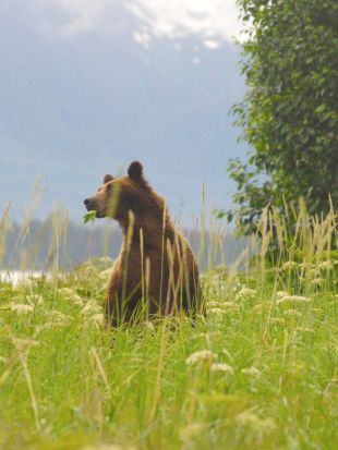 Nature : Fortress of the Bears