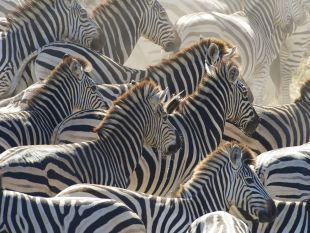 Nature : Great Zebra Exodus