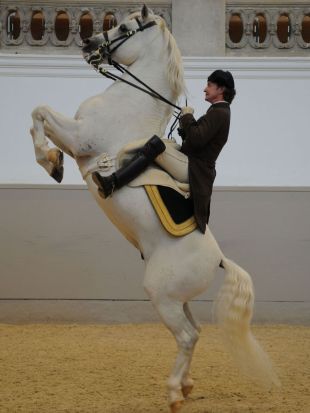 Nature : Legendary White Stallions