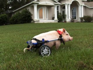 Nature: My Bionic Pet (2014) Nature: My Bionic Pet (2014)