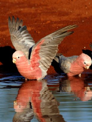 Nature : Parrots in the Land of Oz