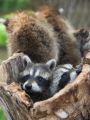 Nature : Racoon Nation