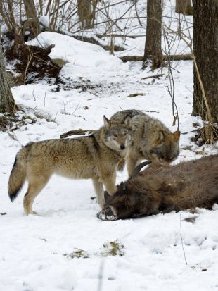Nature : Radioactive Wolves