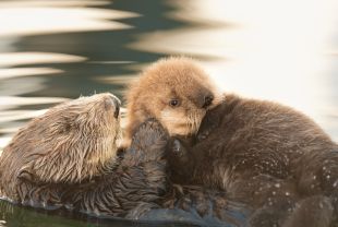 Nature : Saving Otter 501