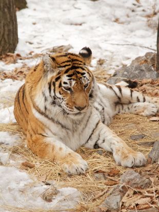 Nature : Siberian Tiger Quest