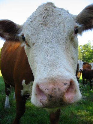 Show Cattle: Standard of Perfection