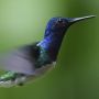 Nature : Hummingbirds: Magic in the Air