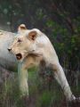 Nature : The White Lions