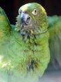Nature : Parrot Confidential