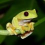 Nature : Fabulous Frogs