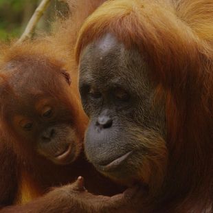 Nature : The Last Orangutan Eden