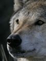 Nature : The Wolf That Changed America