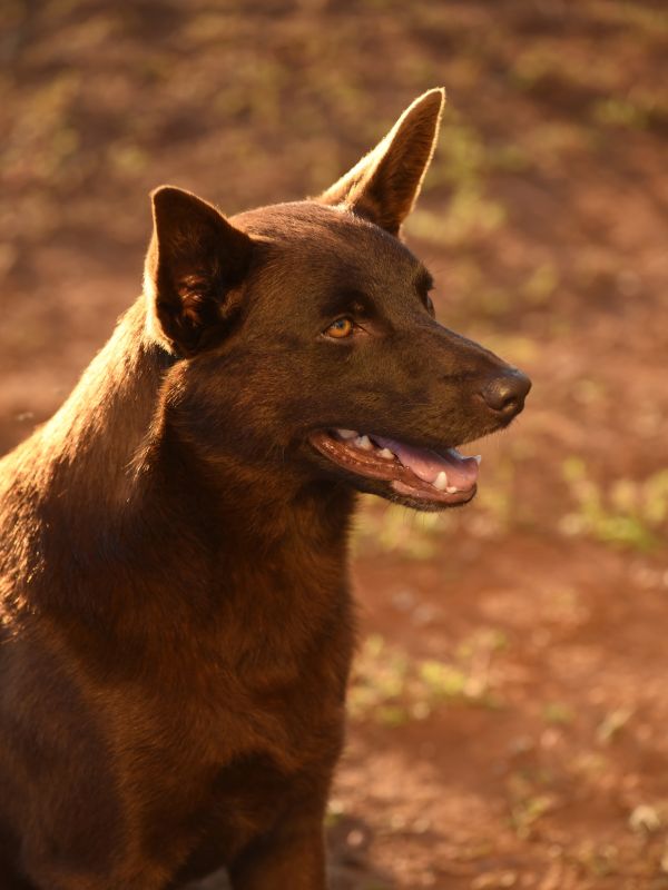 Red Dog True Blue Rating Red Dog True Blue Rating