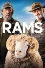 Rams