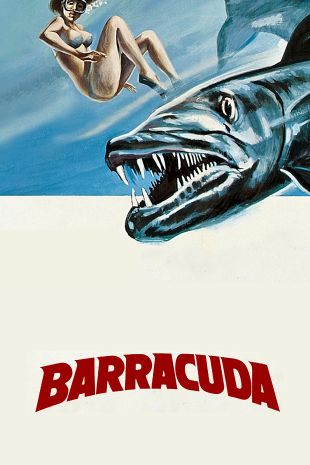 Barracuda