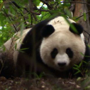 Pandas In The Wild 2007 Tatsuhiko Kobayashi Synopsis Pandas In The Wild 2007 Tatsuhiko Kobayashi Synopsis