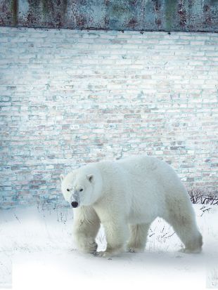 Polar Bear Town 2015 Cast And Crew Allmovie