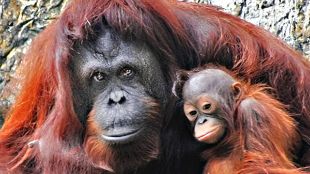 World of Discovery : Orangutans: Children of the Forest