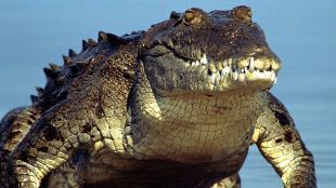 World of Discovery : The Crocodile's Revenge