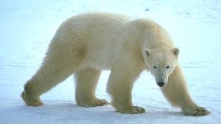 World of Discovery : Polar Bears: Arctic Terror