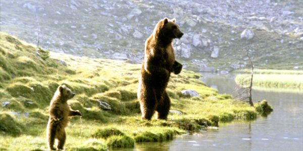 The Bear (1988) JeanJacques Annaud Synopsis, Characteristics