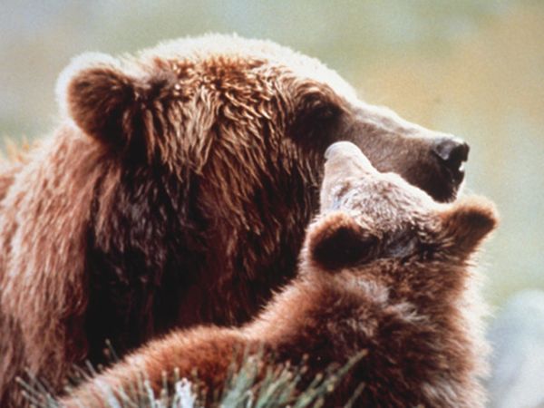 The Bear (1988) JeanJacques Annaud Synopsis, Characteristics