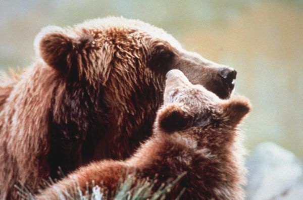 The Bear 1988 Jean Jacques Annaud Synopsis