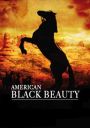 American Black Beauty