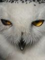 Nature : Magic of the Snowy Owl